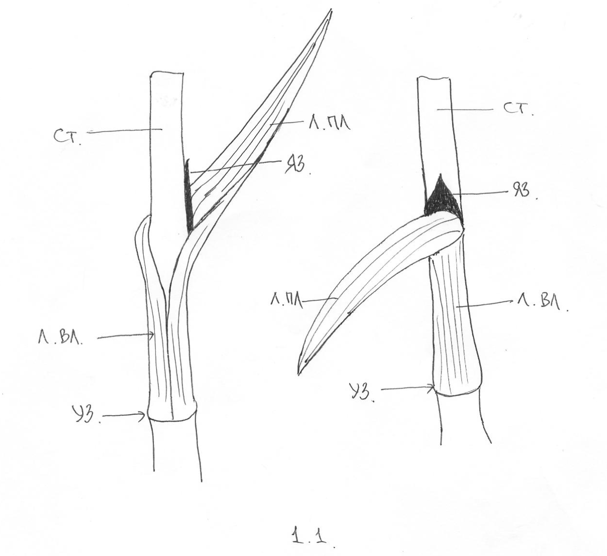 Строение стебля и листа злаков