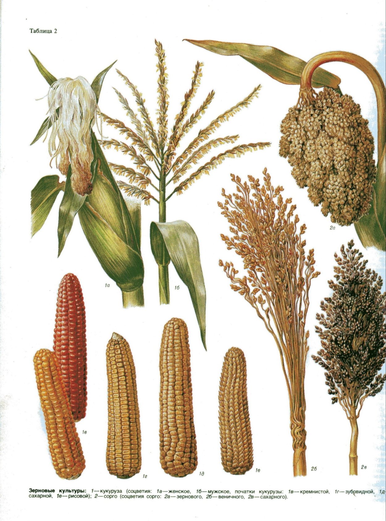 Соцветие кукурузы