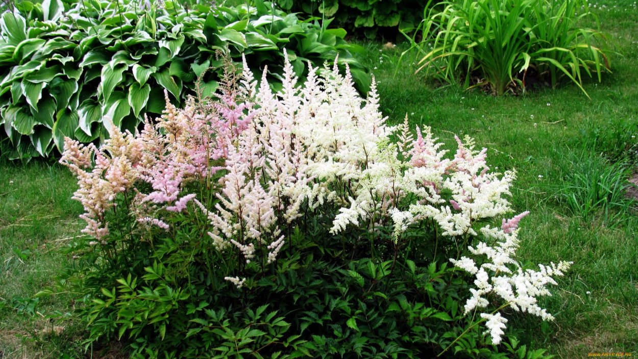 Астильба куст