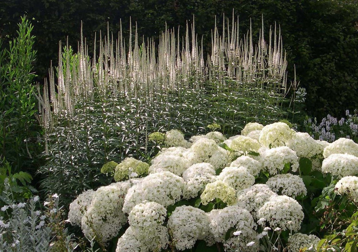 Вероникаструм и гортензия