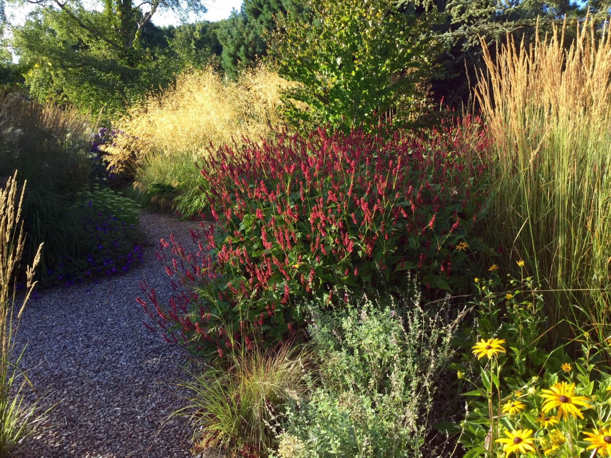 Persicaria vacciniifolia