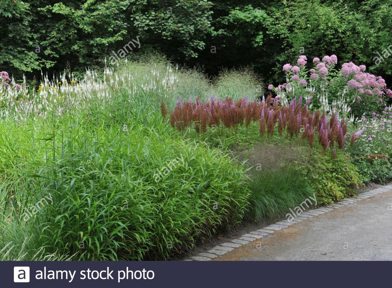 Кровохлебка и злаки