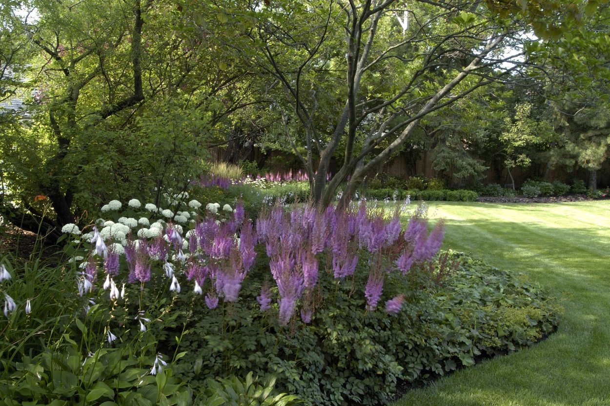 Астильба и сирень