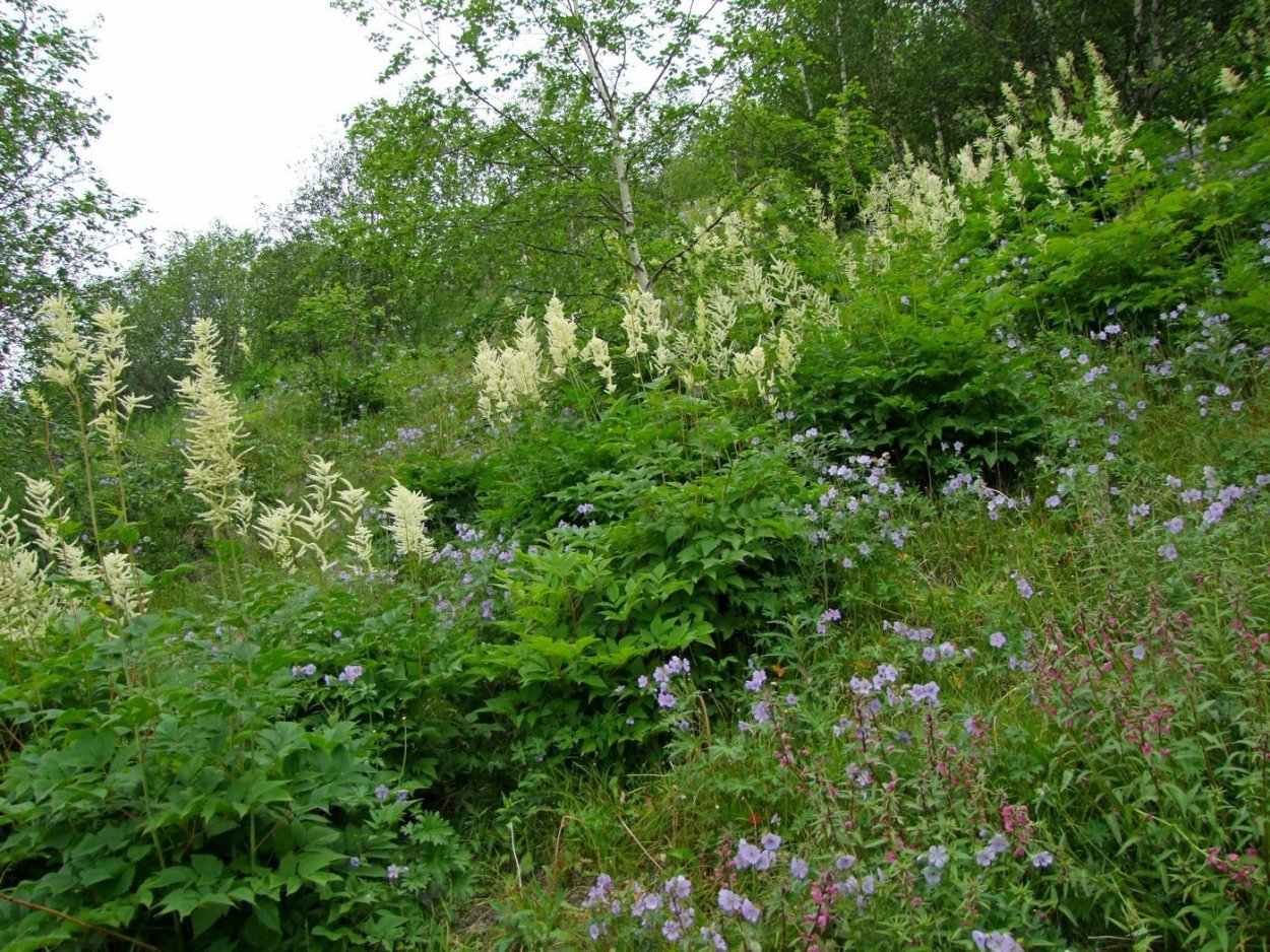 Горец изменчивый фото и описание. Горец изменчивый (Polygonum polymorpha). Горец изменчивый и Волжанка. Горец изменчивый (Persicaria polymorpha). Горец изменчивый в ландшафтном.