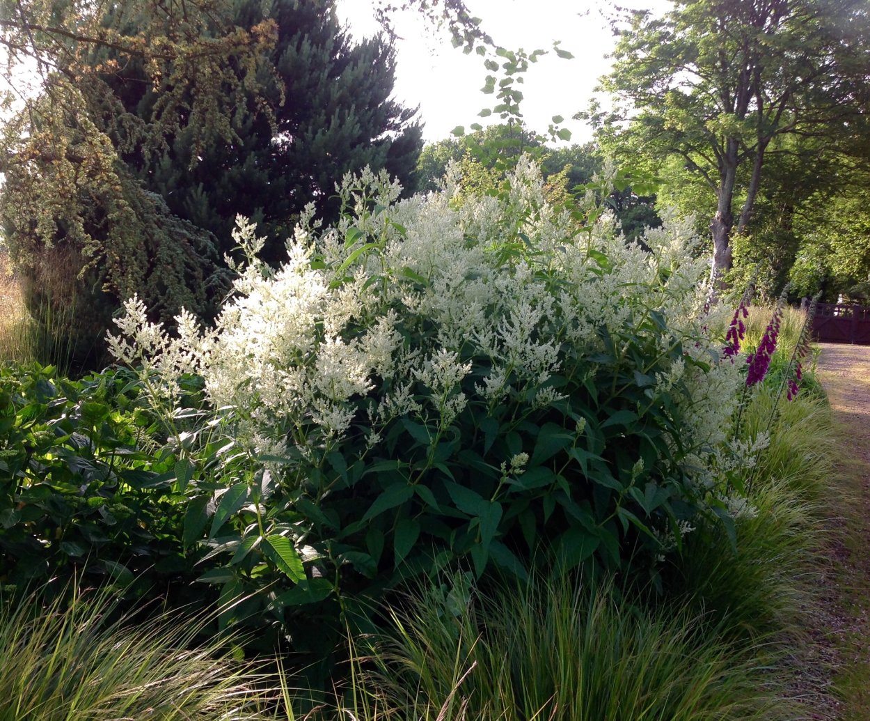 Горец Персикария изменчивый