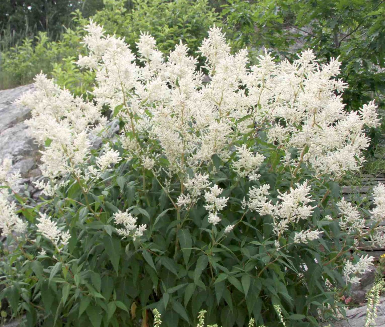 Горец Персикария изменчивый