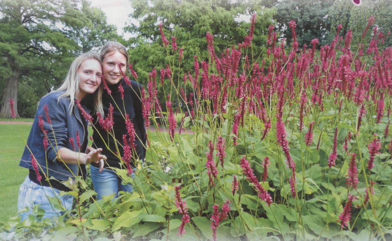 Горец свечевидный норма посадки