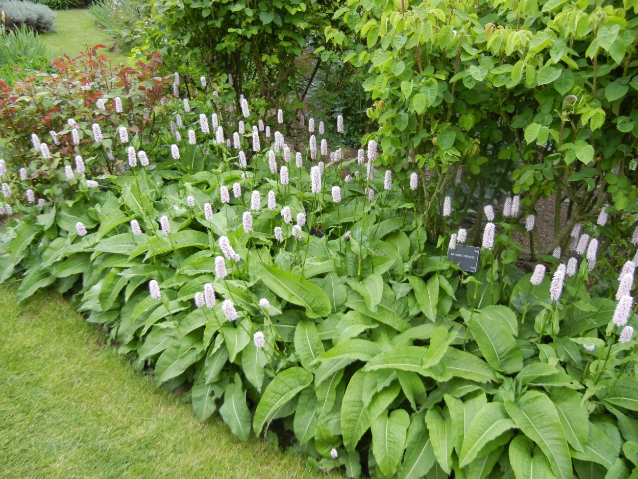 Persicaria bistorta