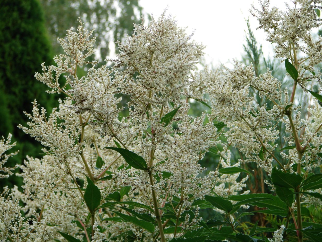 Горец полиморфный