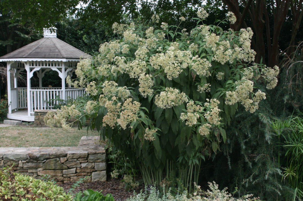 Посконник bartered Bride
