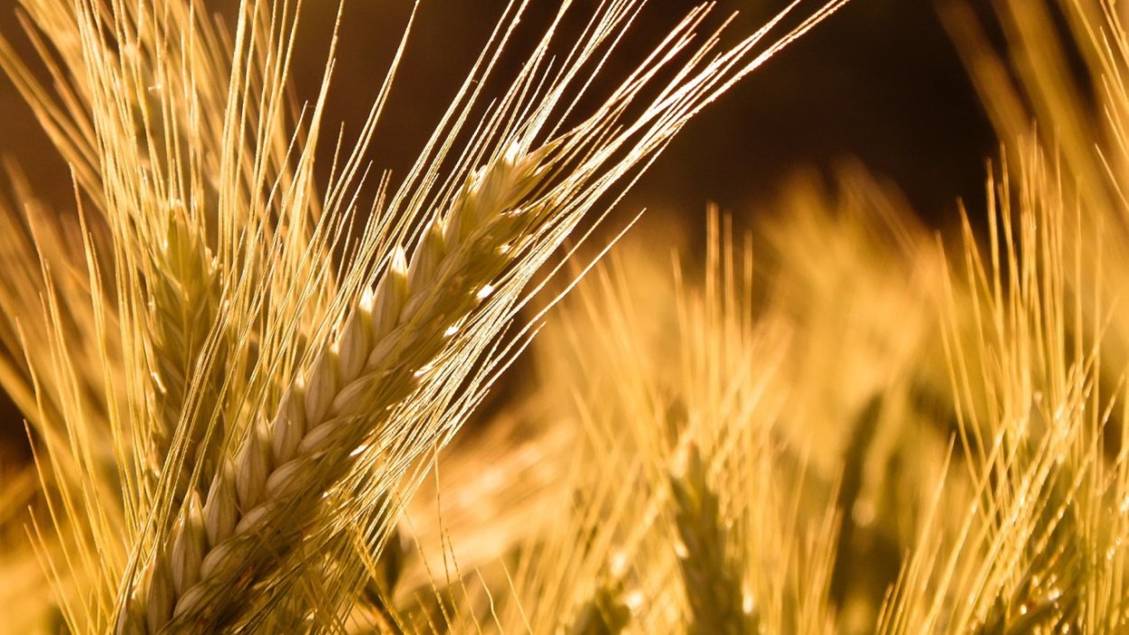 Мучнистая роса пшеницы