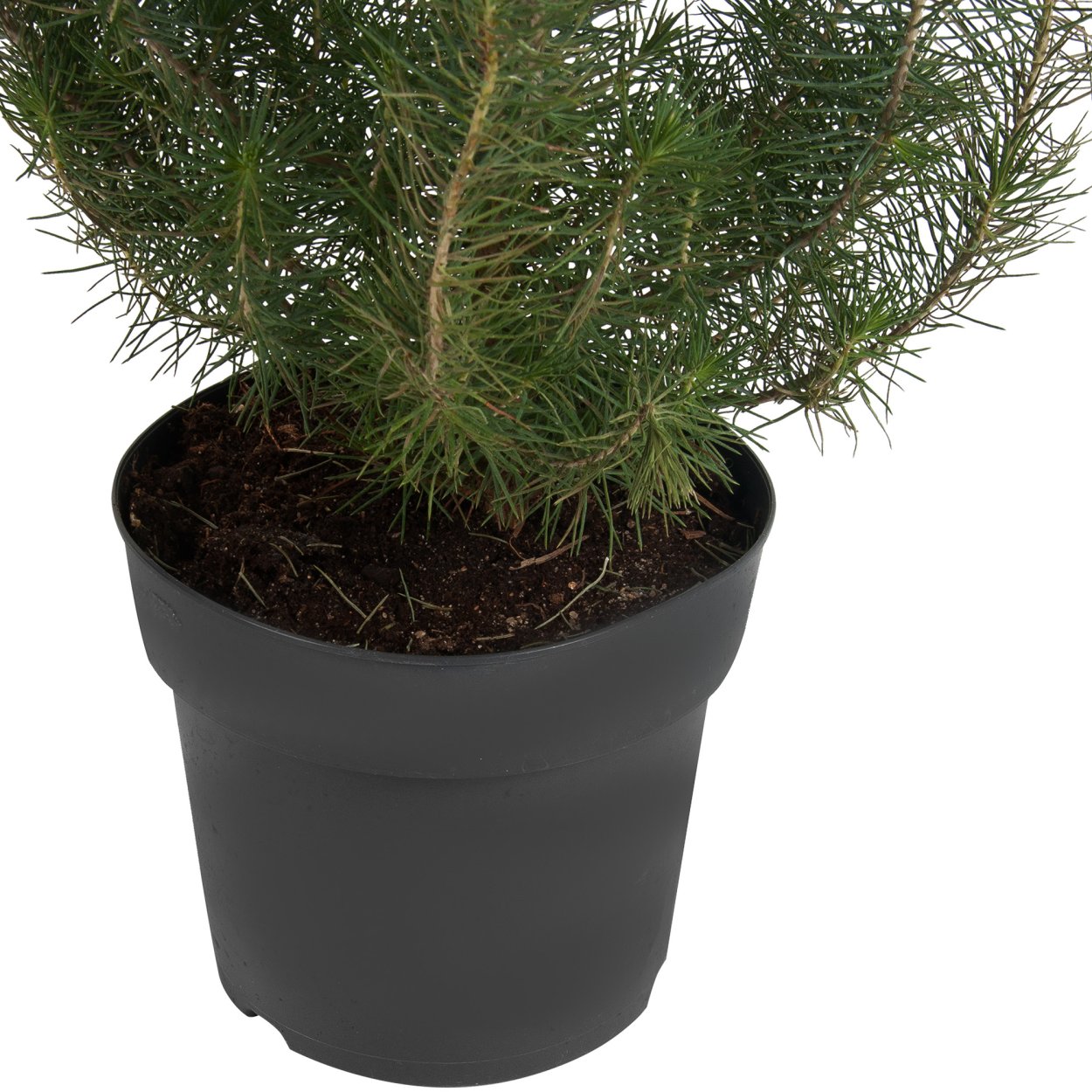 Сосна Пиния Сильверкрест