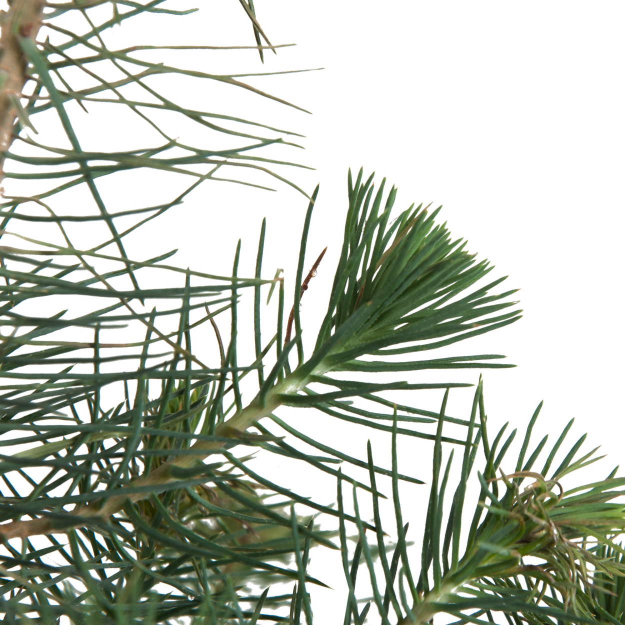 Сосна Сильверкрест 1135