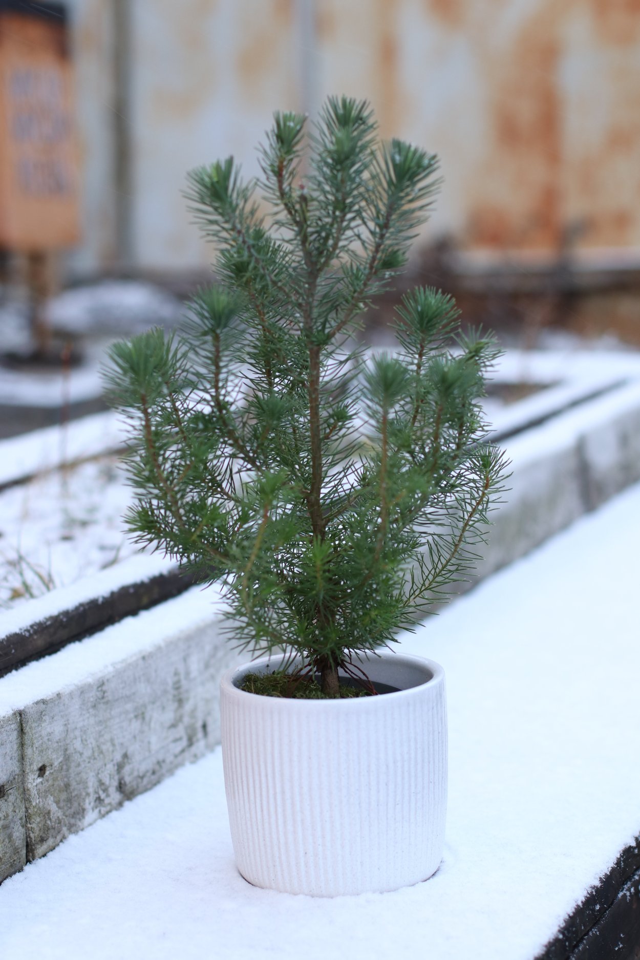 Пиния Сильвер крест