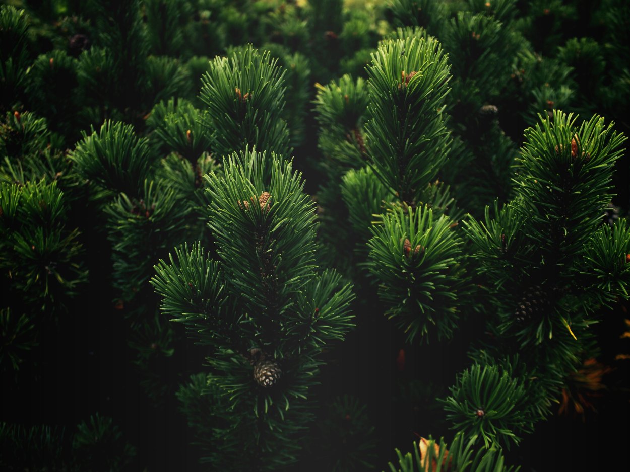 Пихта кедр Сибирский