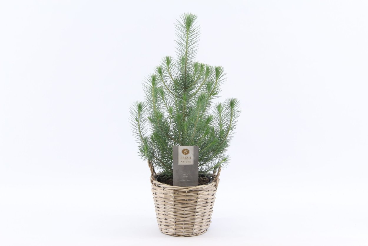 Pinus pinea Silver Crest
