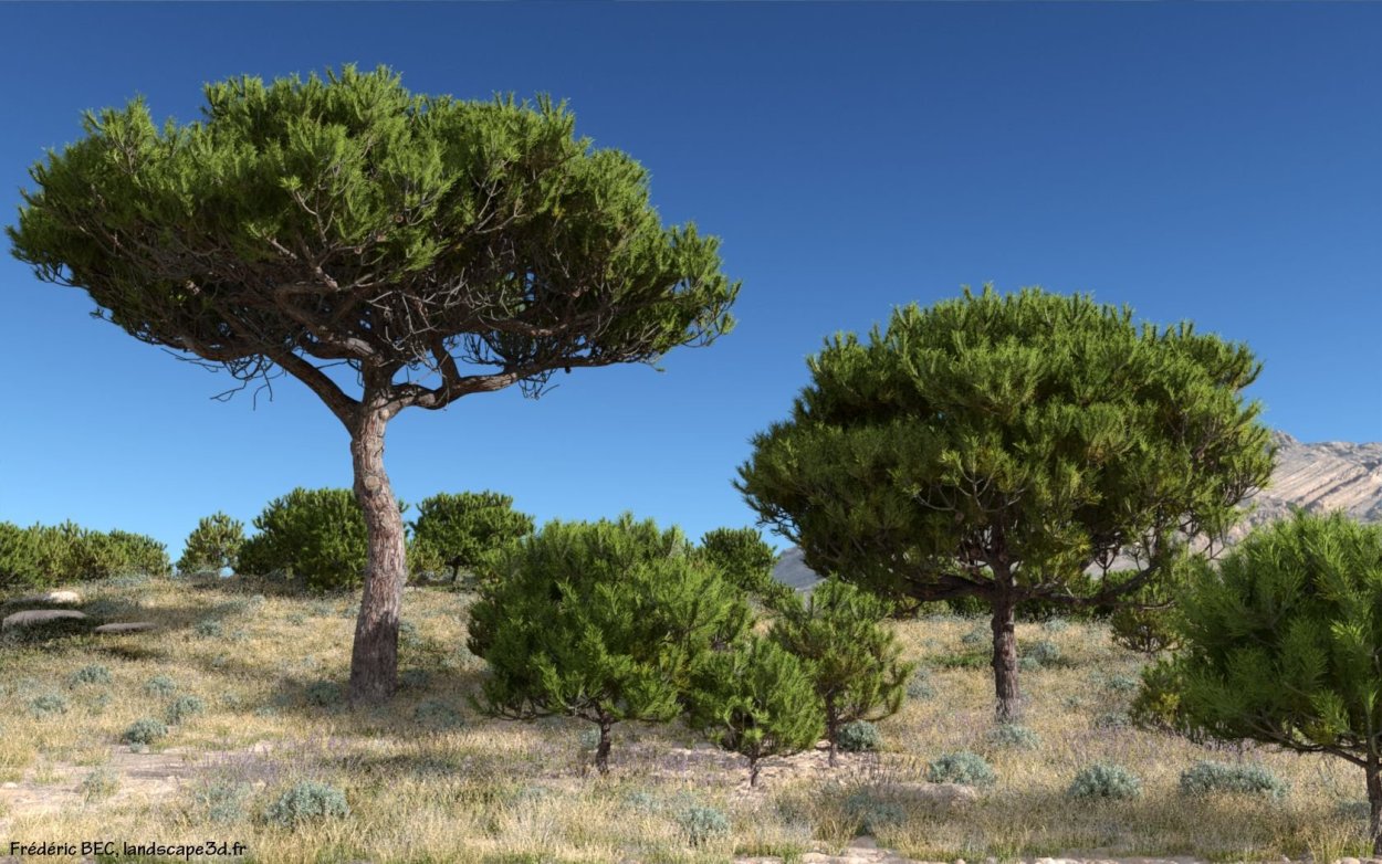 Пиния (Pinus pinea)