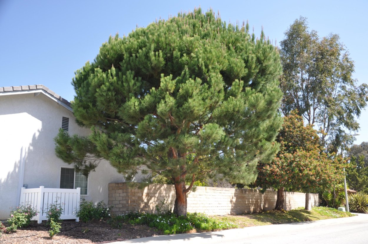 Пинус Сильверкрест