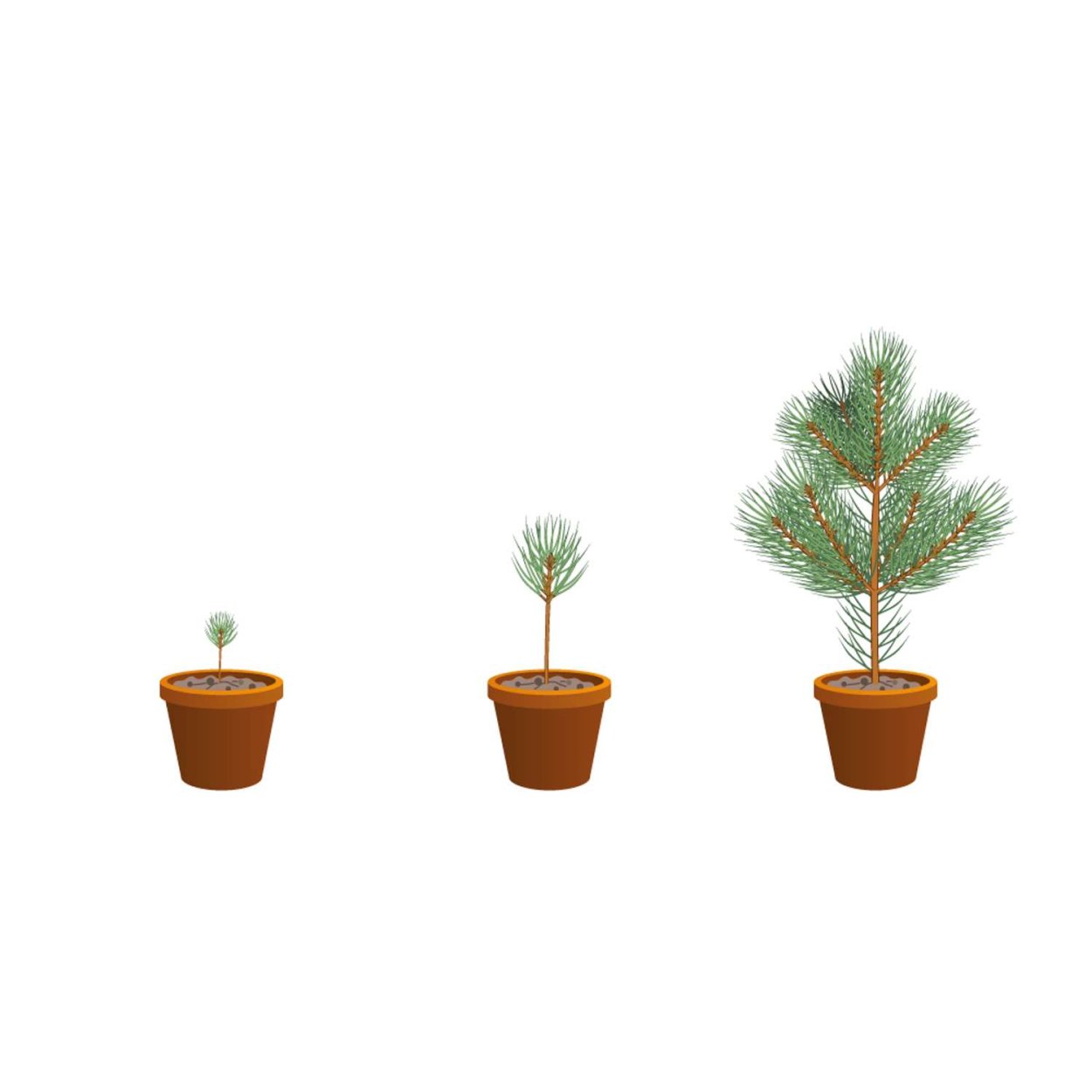 Зеленая Планета Горная сосна набор для выращивания