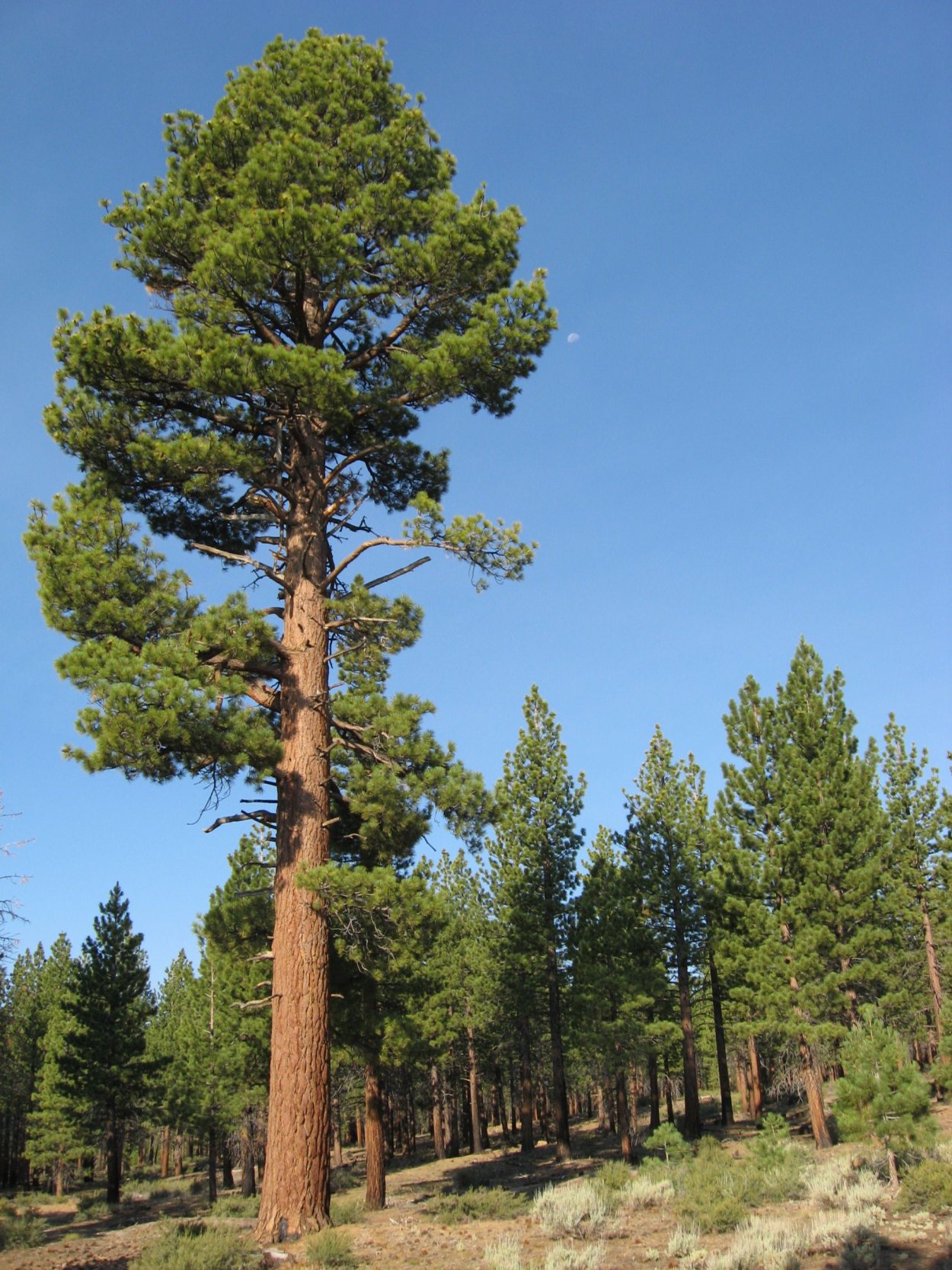 Сосна Кедровая Pinus sibirica