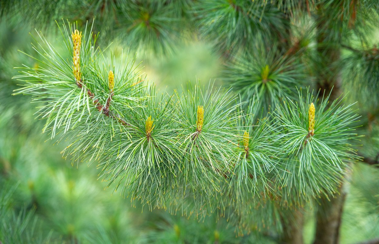 Сосна Крымская ветка