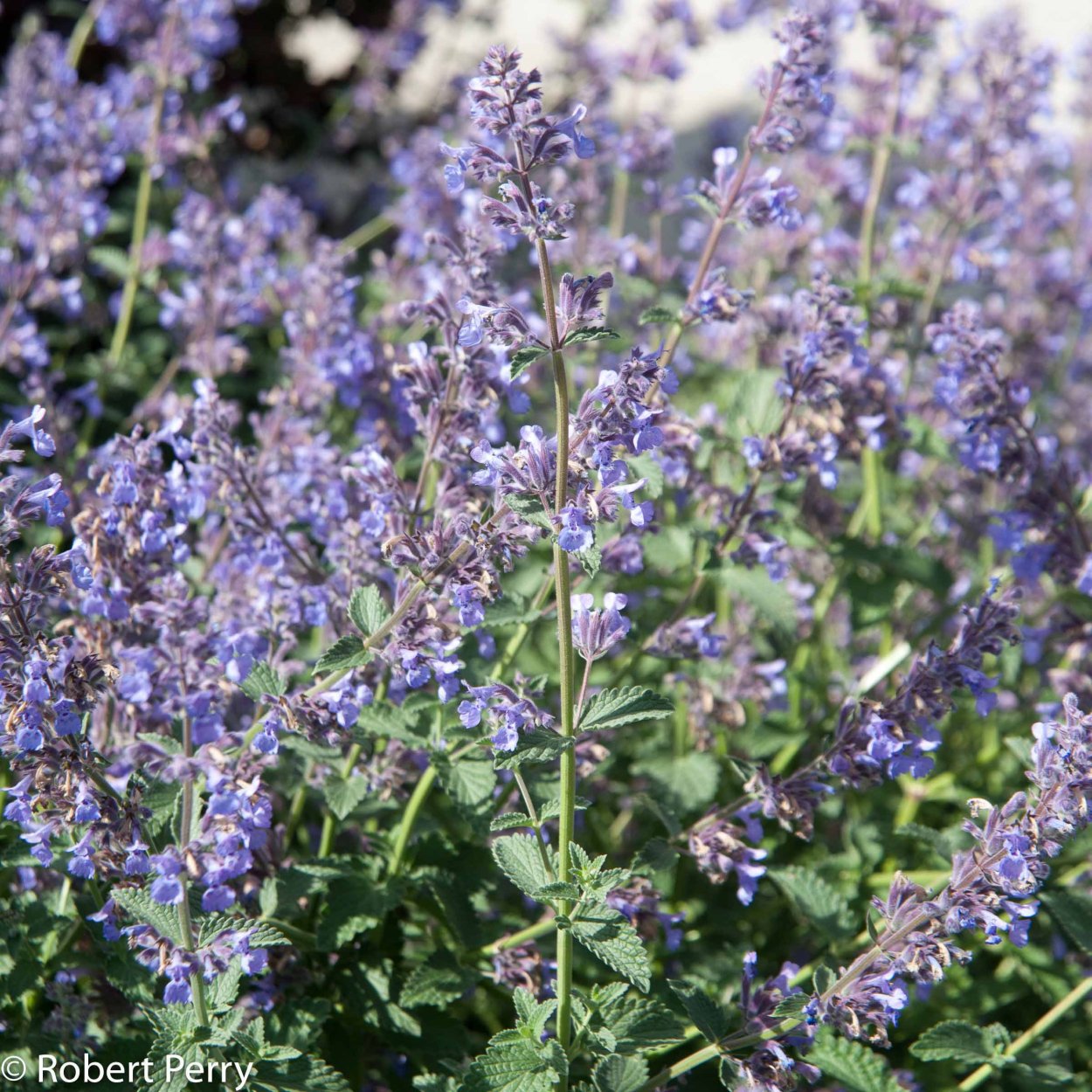 Nepeta сиреноголовый
