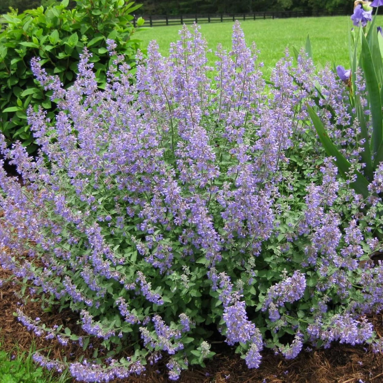 Котовник Фассена (Nepeta faassenii)