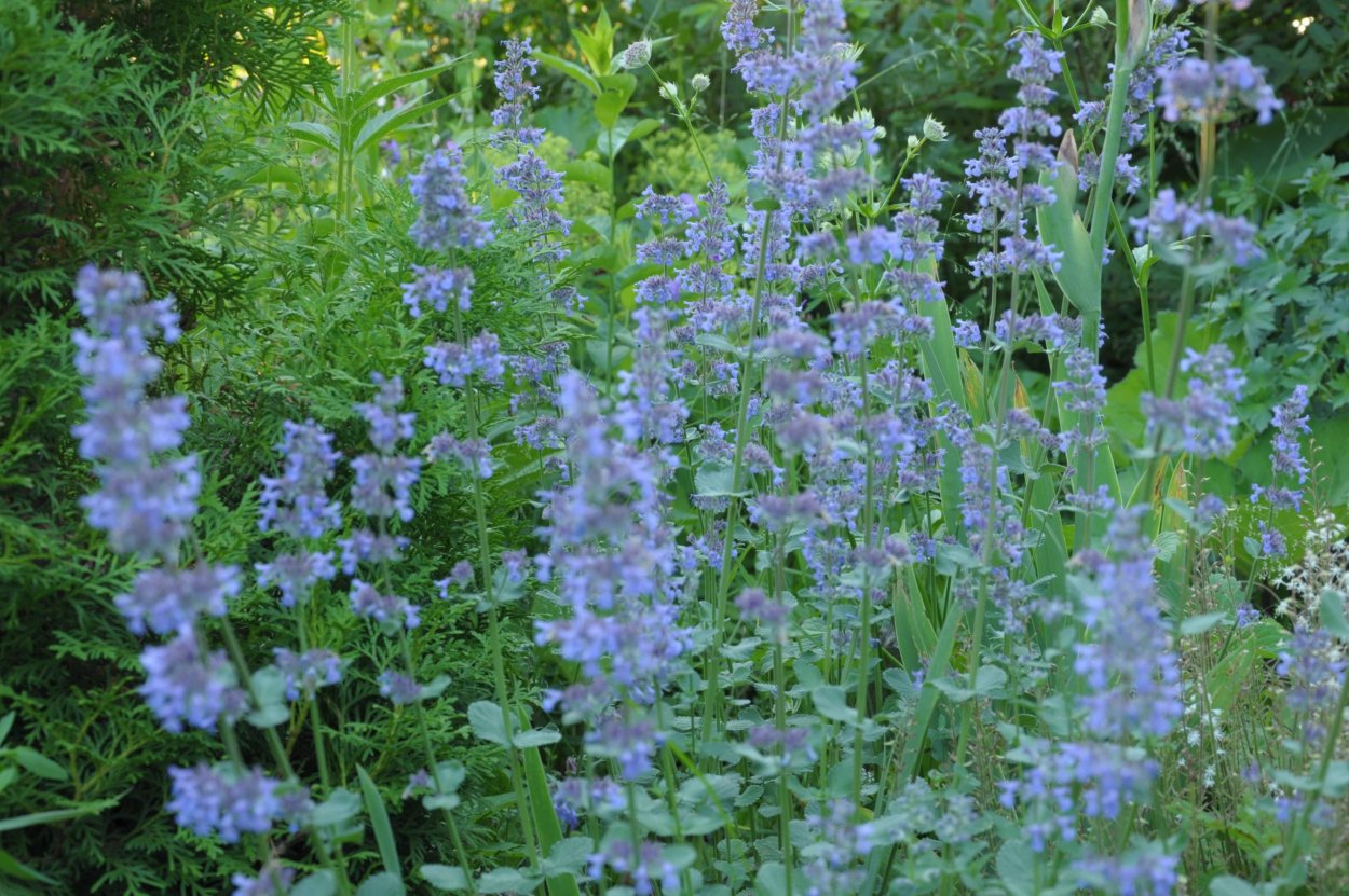 Котовник Nepeta grandiflora Summer Magic