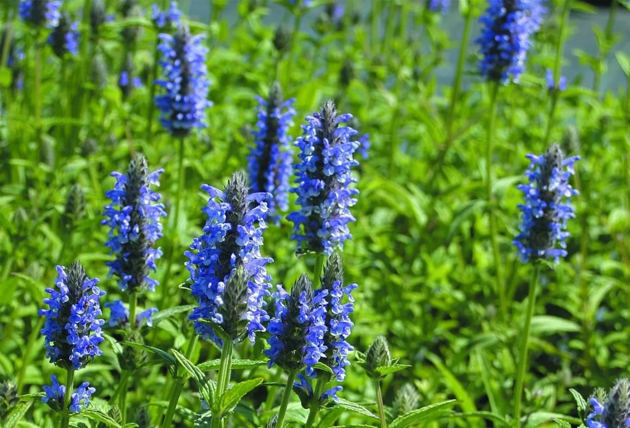 Котовник жилковатый (Nepeta nervosa &#96;Blue Moon&#96;)