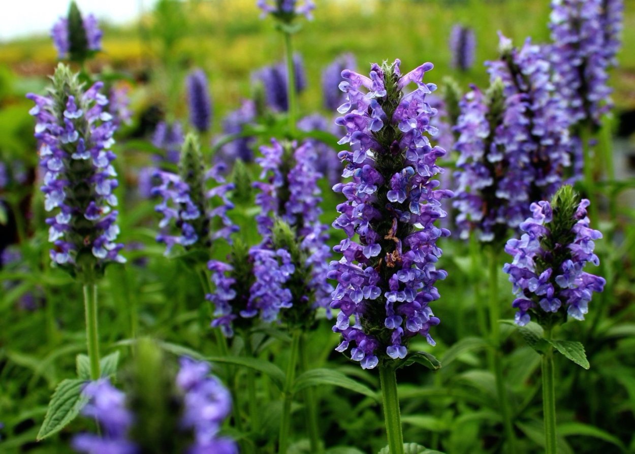 Котовник кошачий бархат