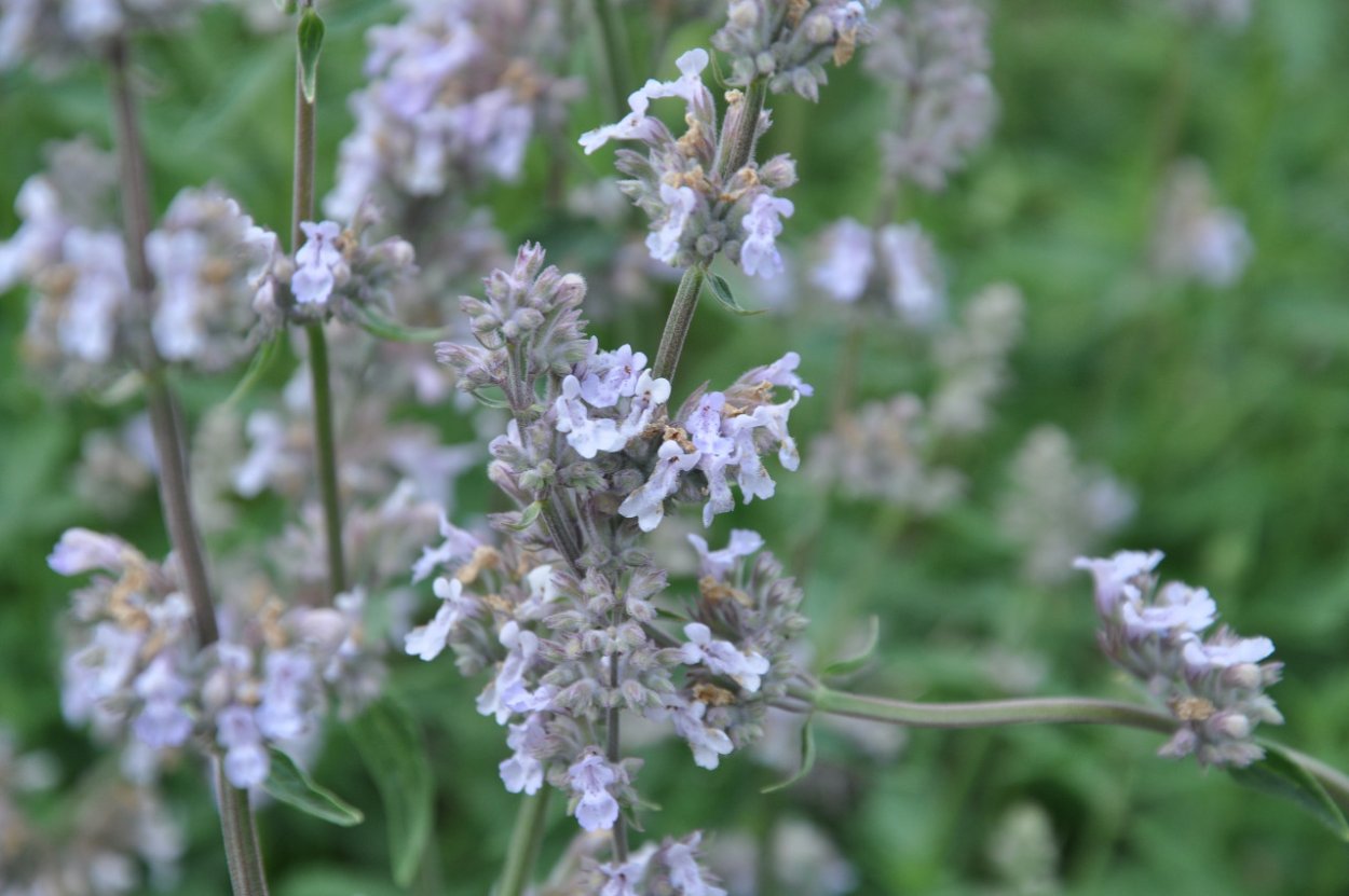 Nepeta / котовник faassenii ‘Gletschereis’