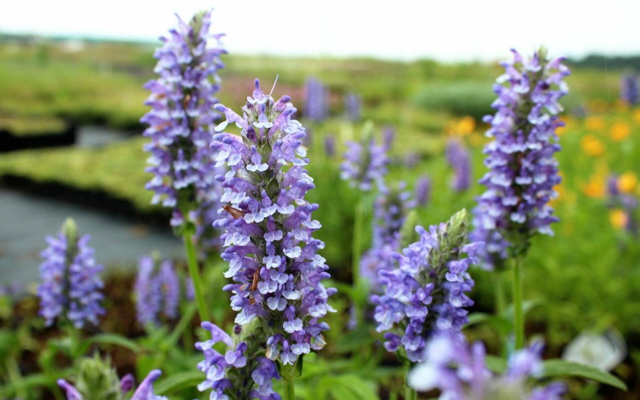 Котовник жилковатый Блю Мун