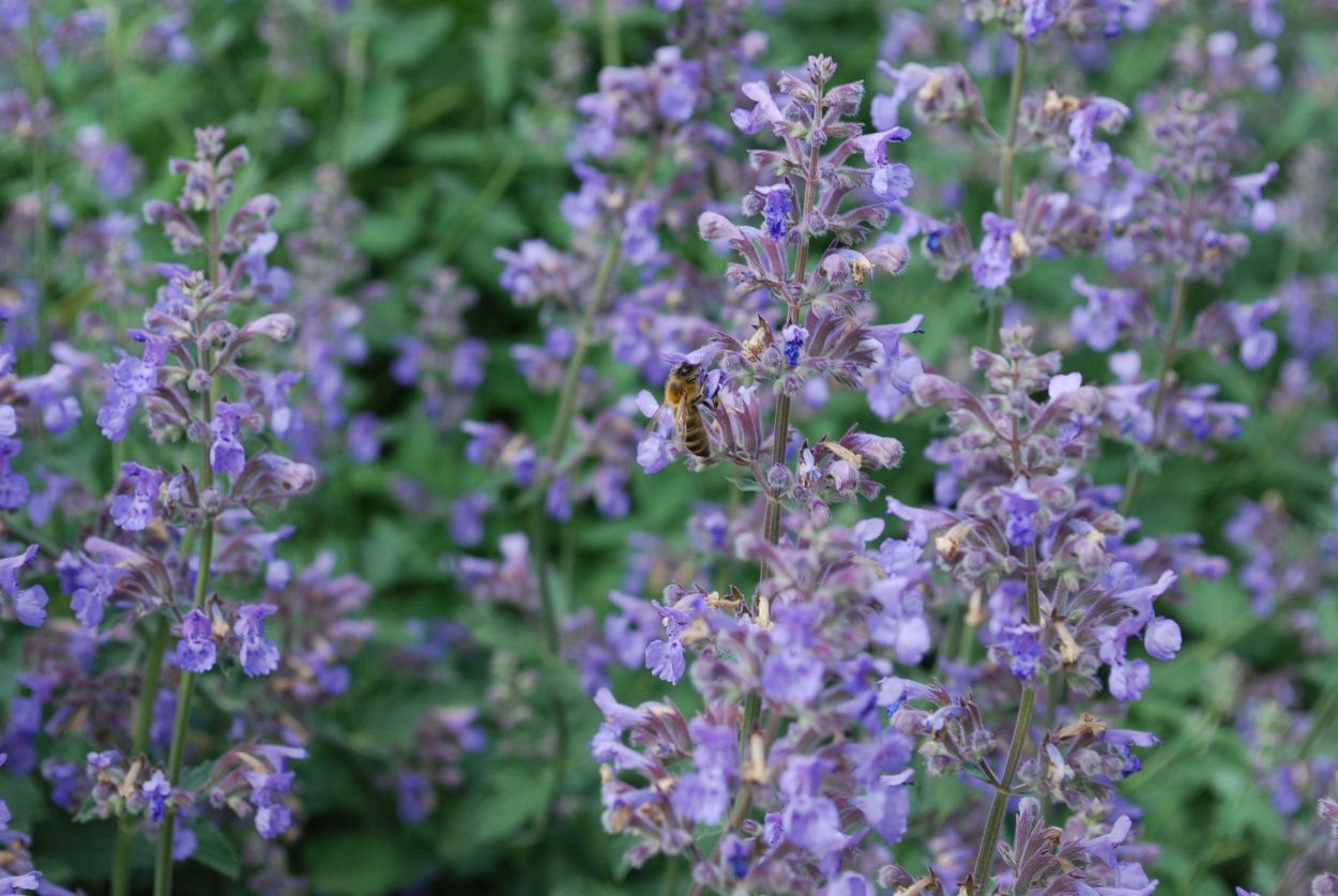 Котовник Фассена (Nepeta faassenii &#96;Six Hills giant&#96;)