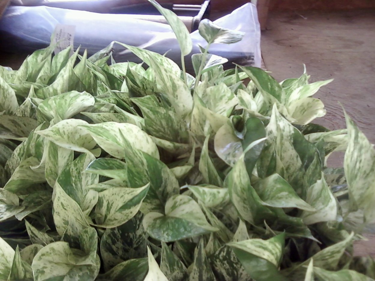 Эпипремнум Сноу Квин