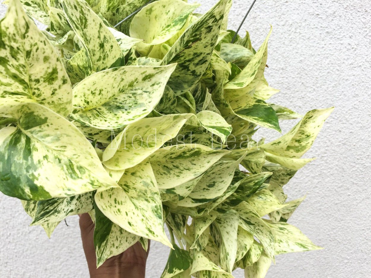 Сциндапсус Сноу Квин