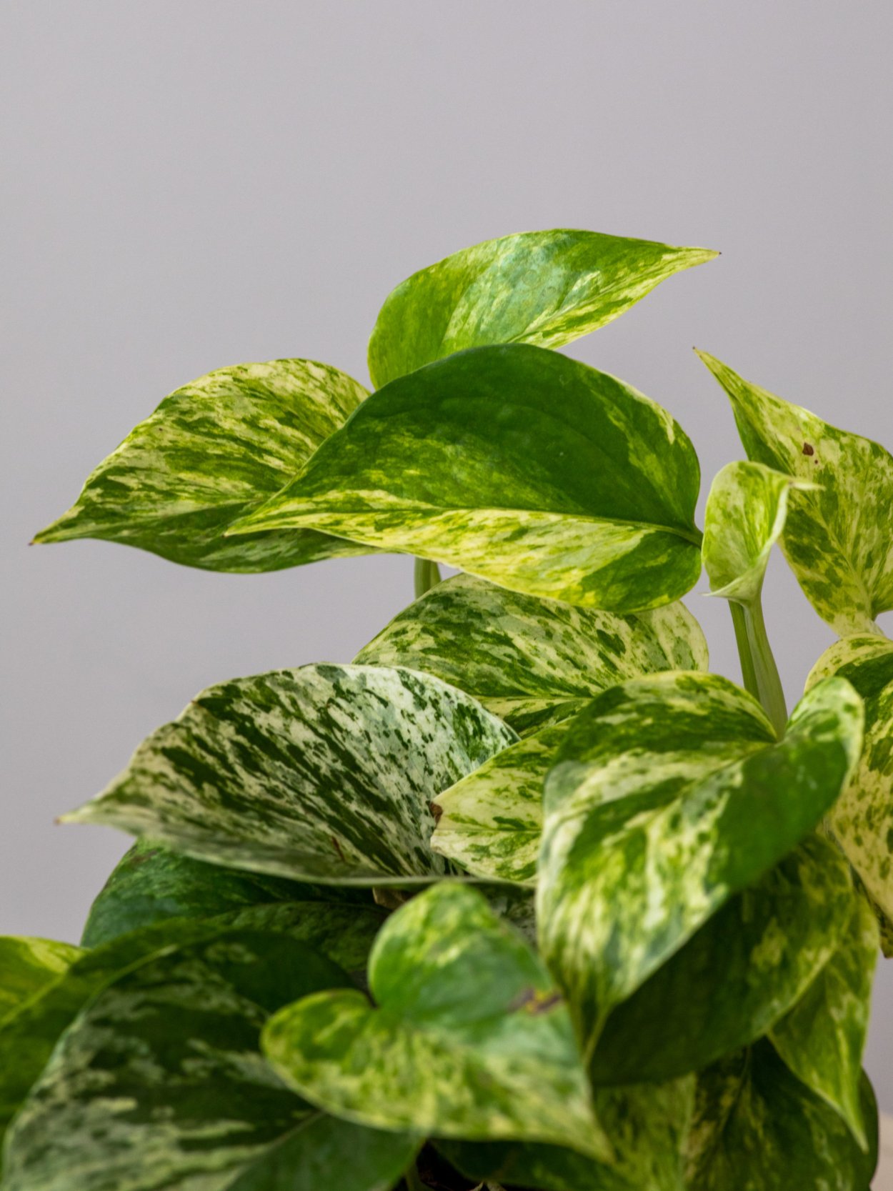 Эпипремнум на подоконнике