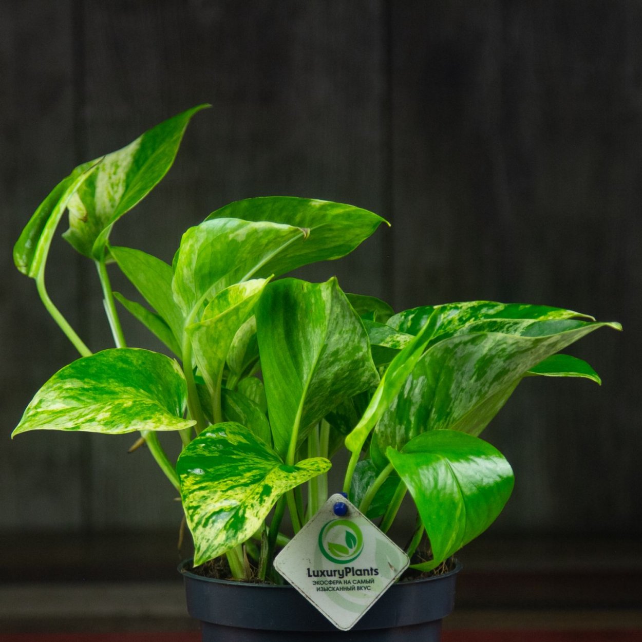 Эпипремнум Марк Квин