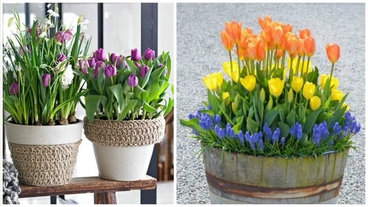 Тюльпаны в горшках на улице