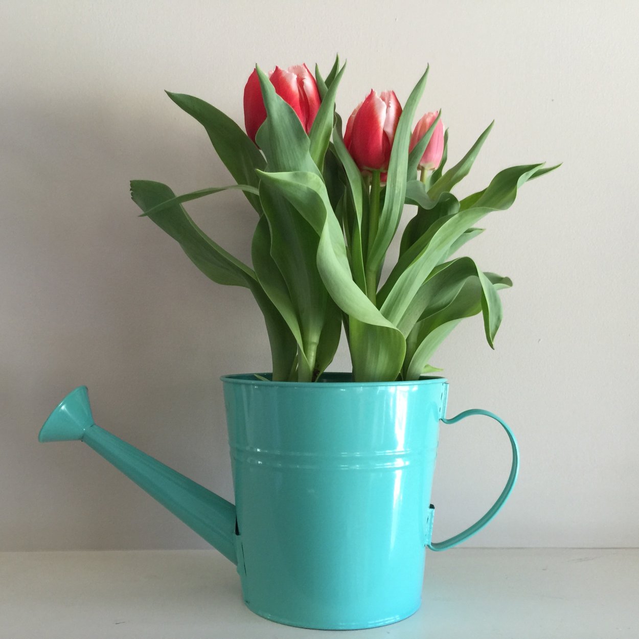 Горшечный тюльпан д 9