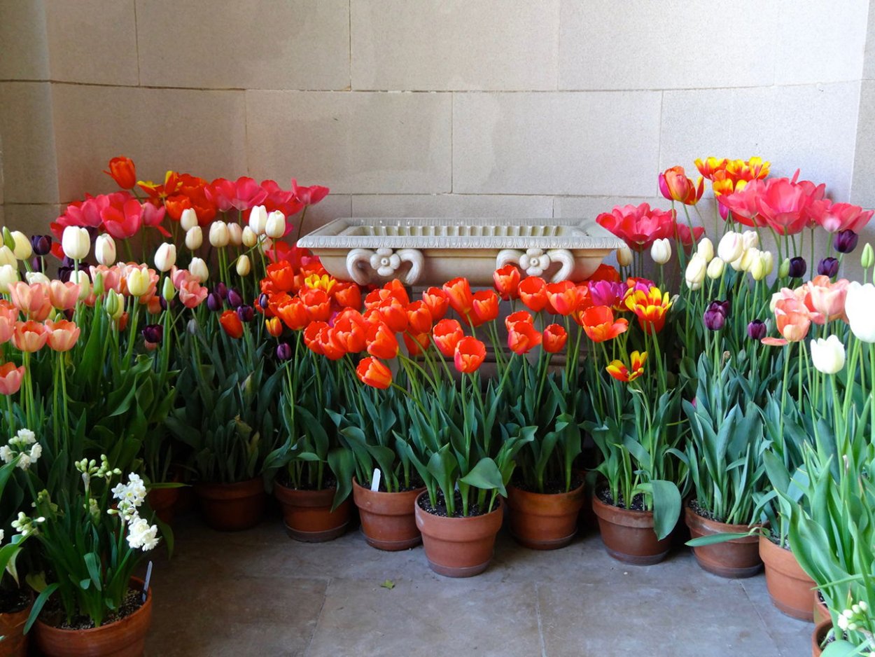 Выгонка тюльпанов в кашпо к 8 марта