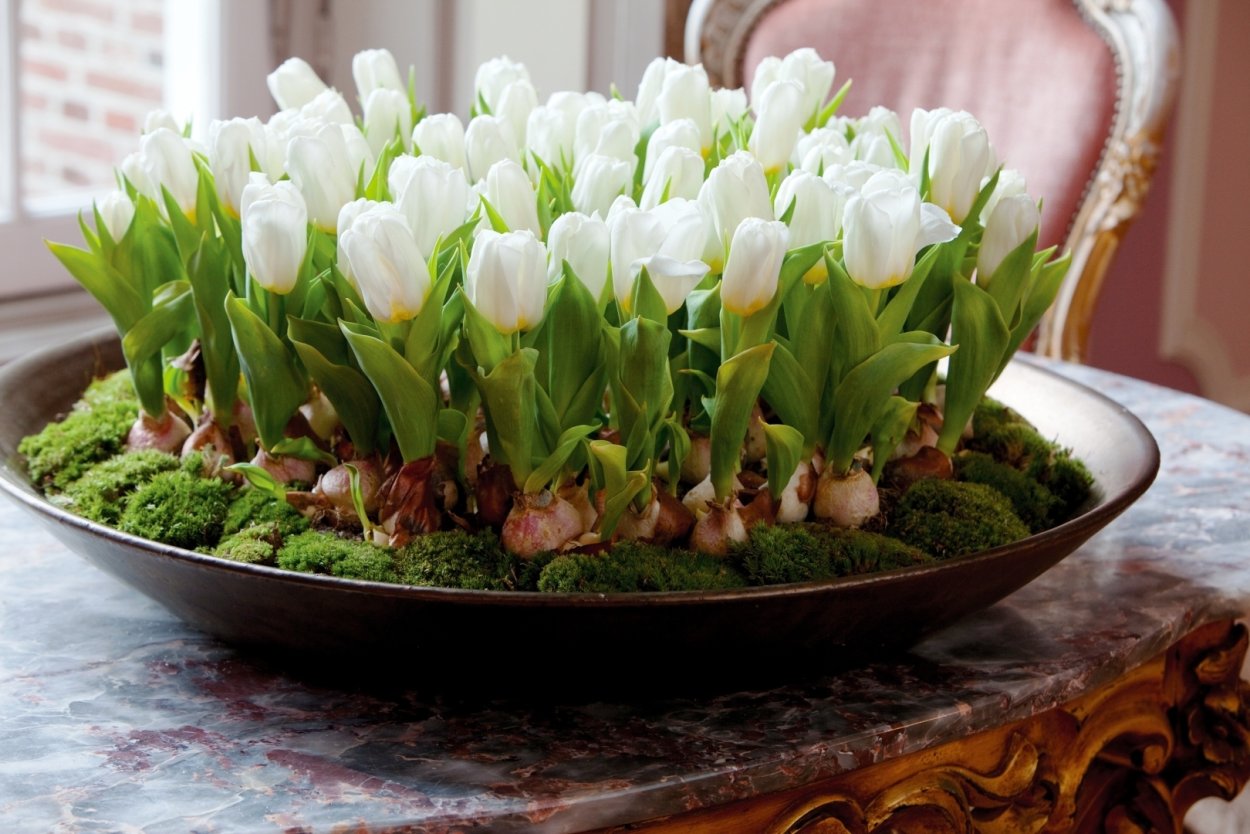 Иерусалимский тюльпан горшечный