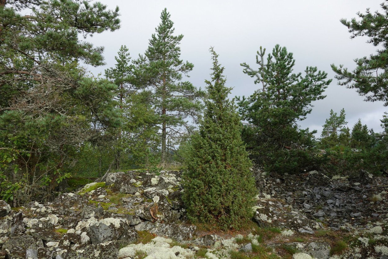Можжевельник в Карелии