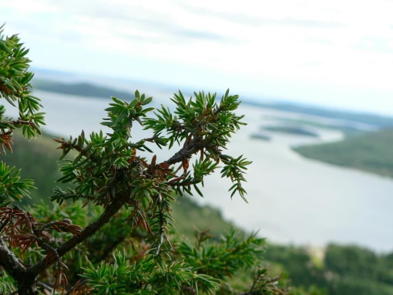 Можжевельник Камчатский