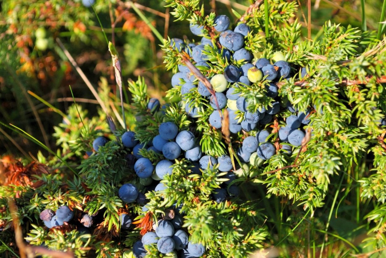 Можжевельник Сибирский обыкновенный