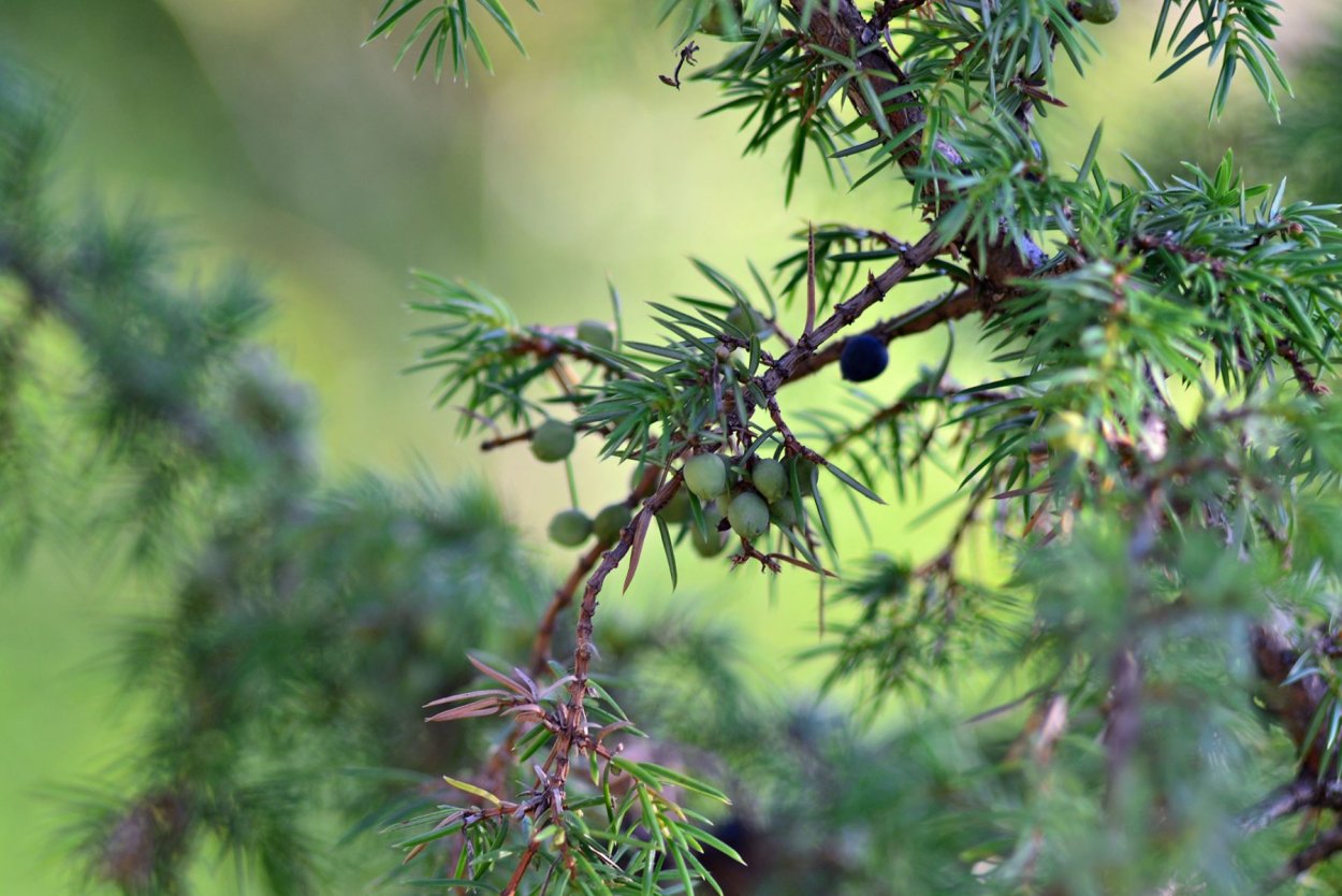 Можжевельник Таежный изумруд