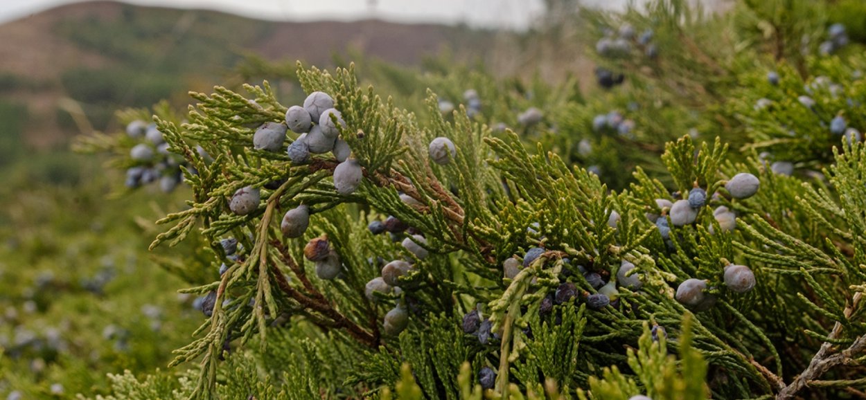 Можжевельник в тундре