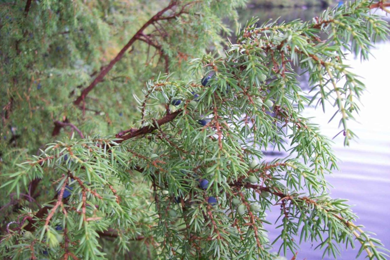 Можжевельник в Карелии
