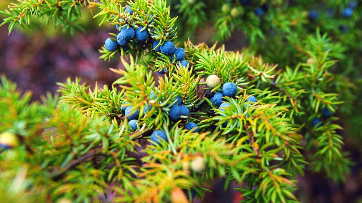 Можжевельник Таежный