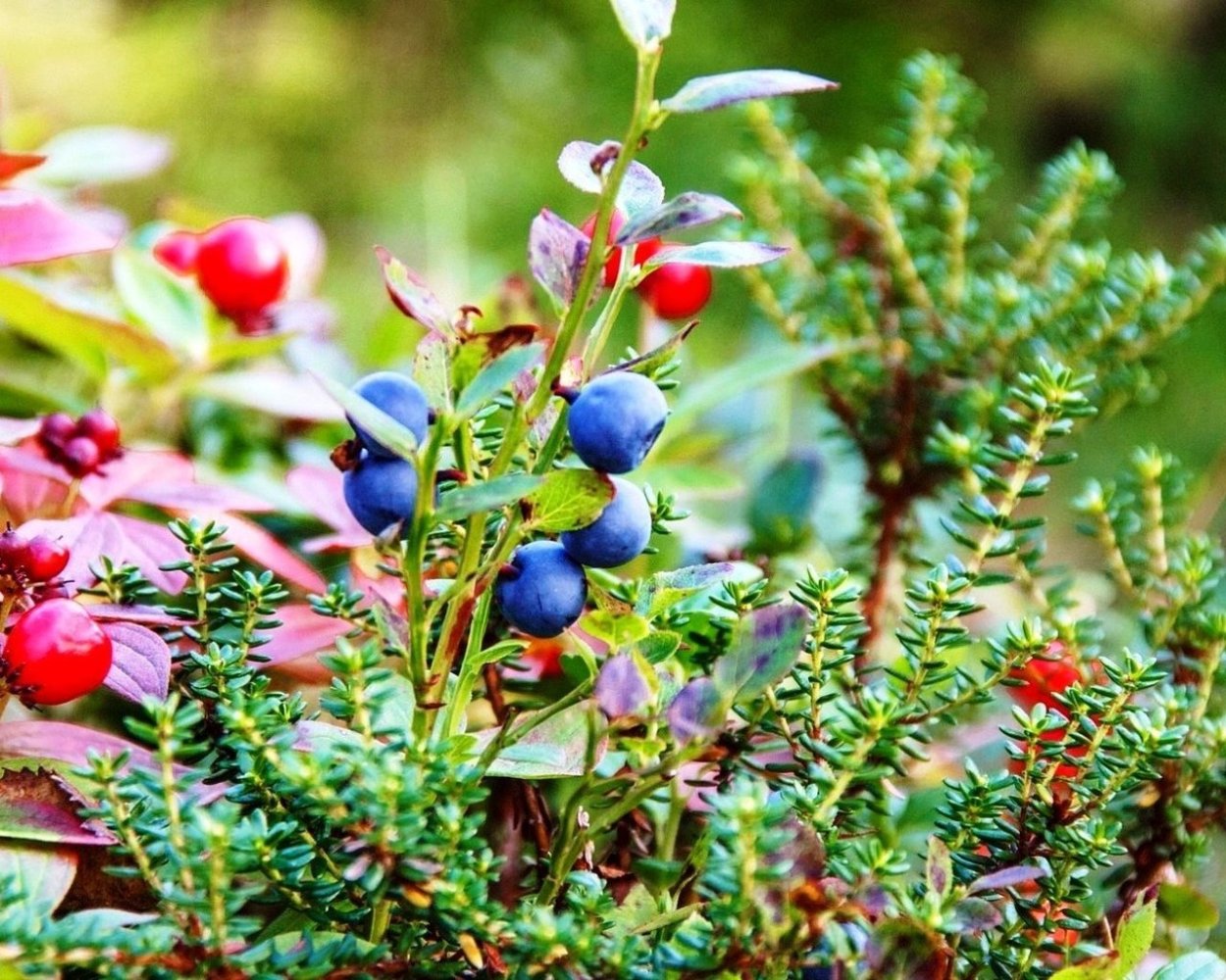 Черника брусника Линнея Северная