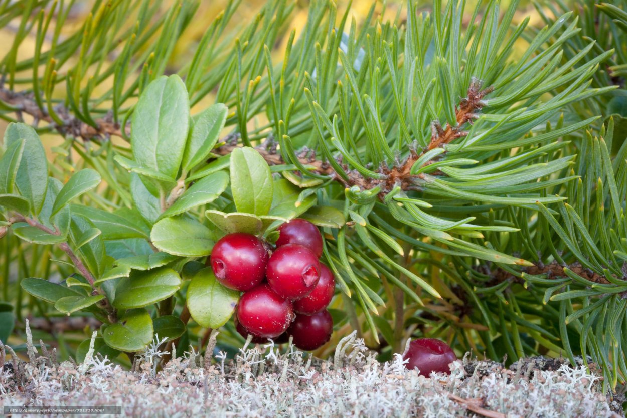 Тайга брусника и клюква